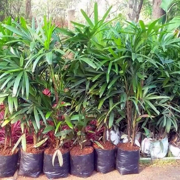 Rhapis Eccelsa Lady Palm 20 - 30cm