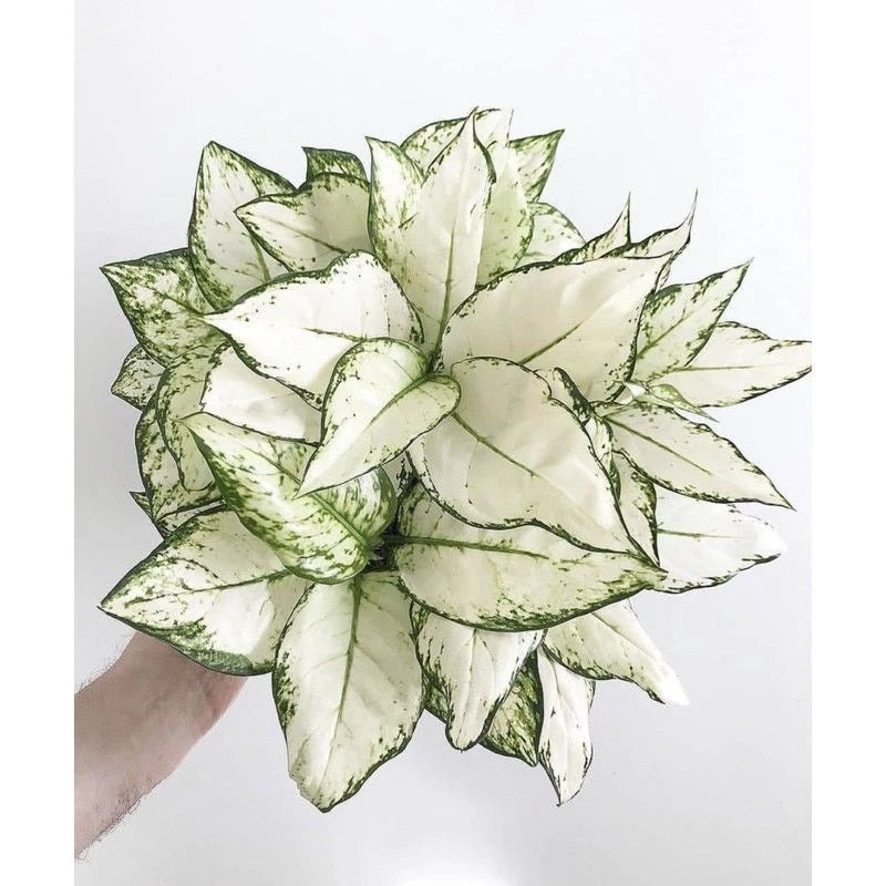 Aglaonema Snow White 2 - 4 leaves