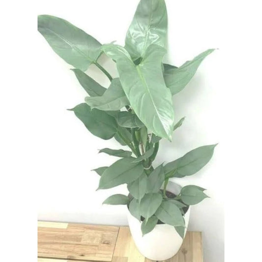 Philodendron Hastatum 2-3 Leaves