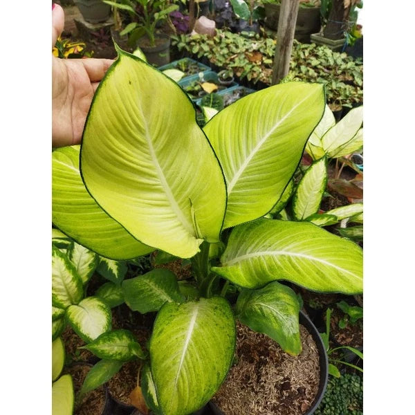 Dieffenbachia Bangkok 2-3 Leaves