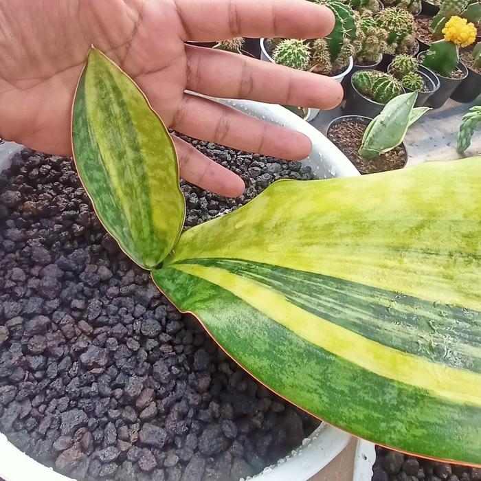 Sansevieria Mansoniana Yellow 2-3 Leaves