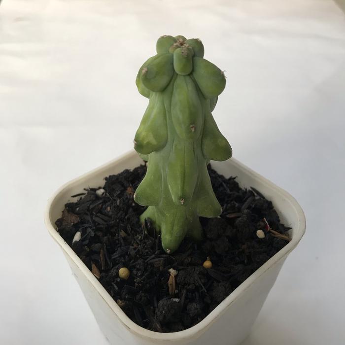 Myrtillocactus Geomartizans medium size