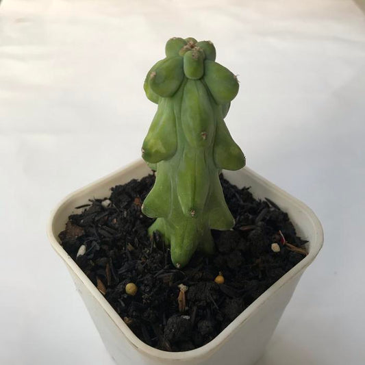 Myrtillocactus Geomartizans medium size