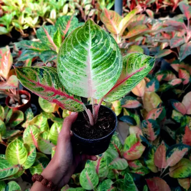 AglaonemaSiam Aurora 2 - 4 leaves