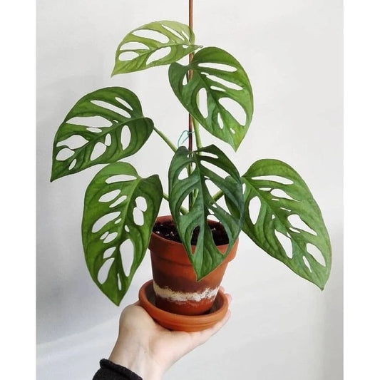Monstera Obliqua 2-3 Leaves