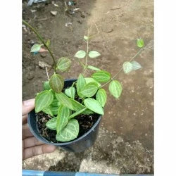 Dischidia Ovata 20 - 30cm
