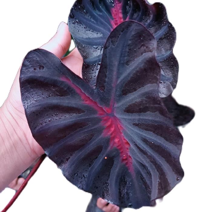 Colocasia Black Lava 2-3 Leaves