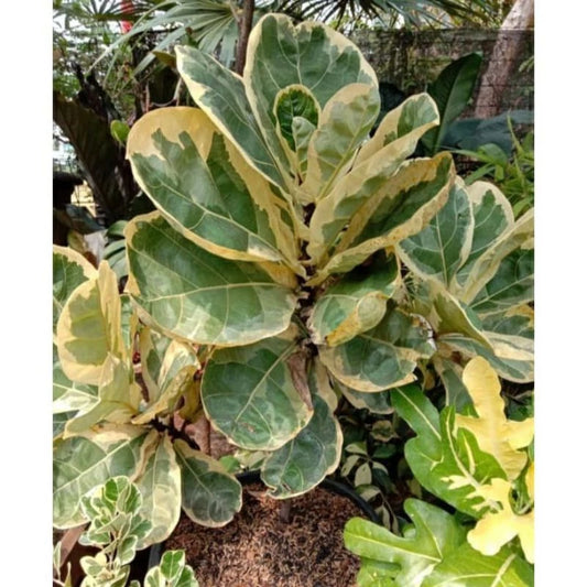 Ficus Lyrata Variegated 2-3 Leaves