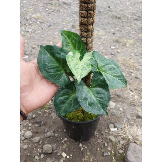 Syngonium T24 2-3 Leaves