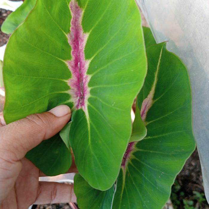 Colocasia Papua 2-3 Leaves