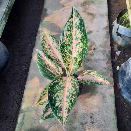 Aglaonema Twinkle 2 - 4 leaves