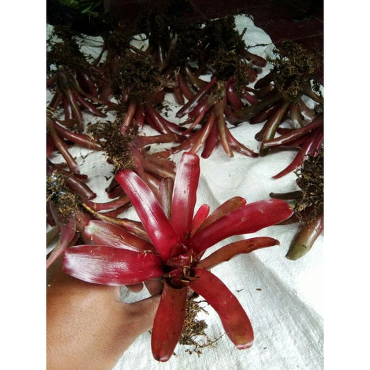 Bromelia Mini Red 20 - 30cm