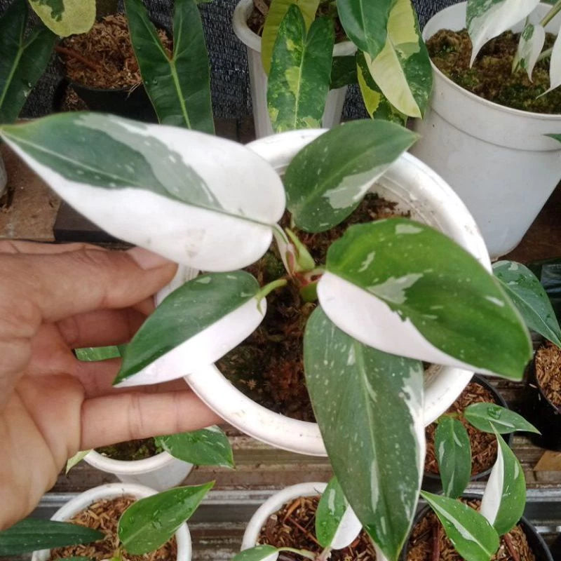 Philodendron White Princess 2-3 Leaves