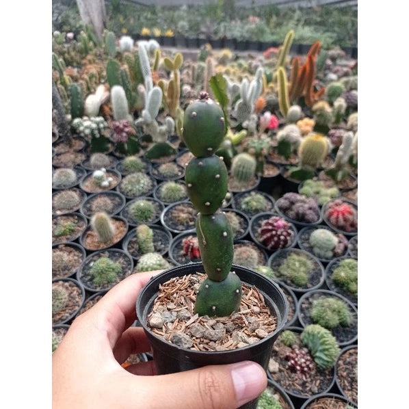 Opuntia Canterae medium size