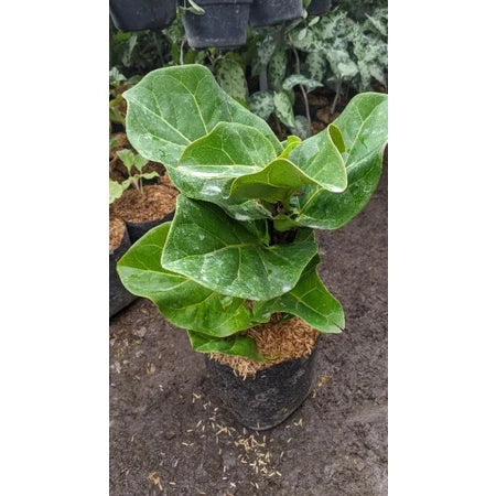Ficus Lyrata 20 - 30cm