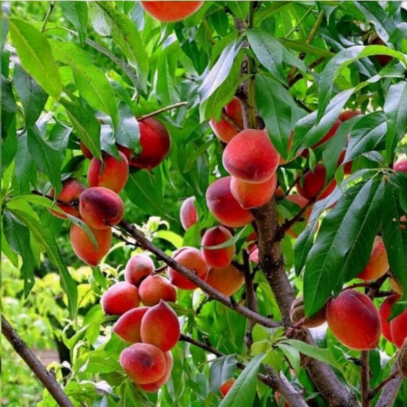 Prunus Persica 30 - 50cm