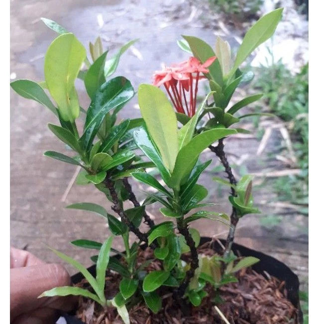 Ixora "Orange Flower" 20 - 30cm