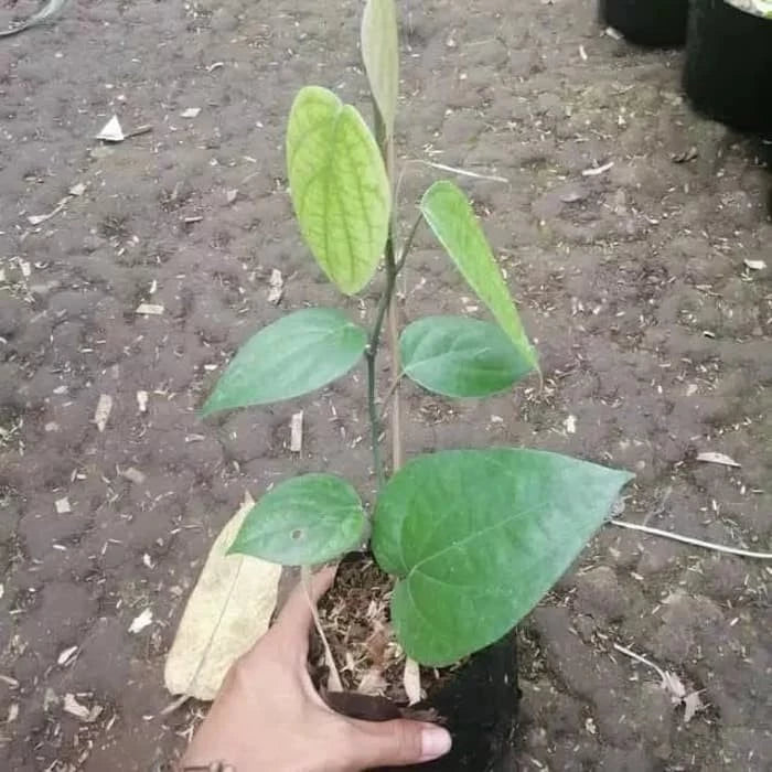 Piper Ningrum 2 - 4 leaves