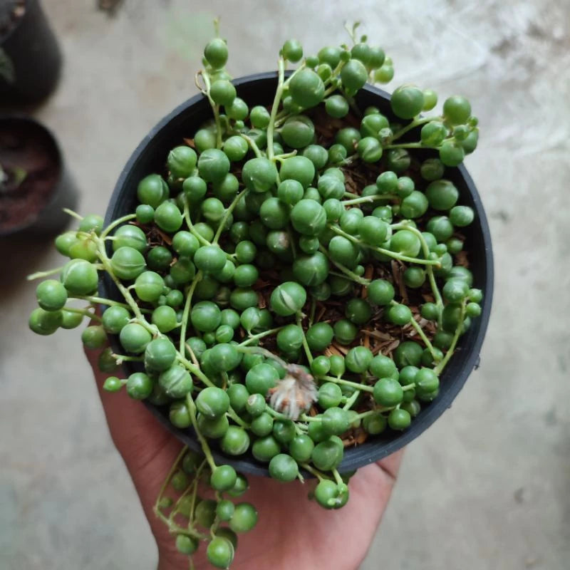 Senecio Rowleyanus Strings of Pearl 2-3 Leaves
