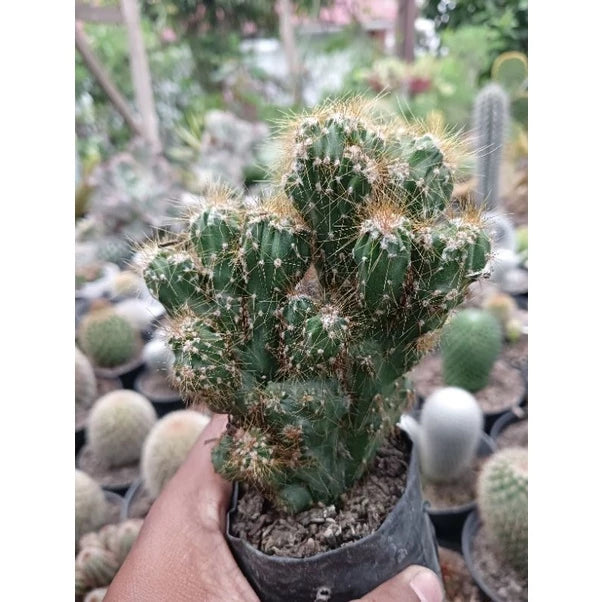 Cereus Repandus medium size