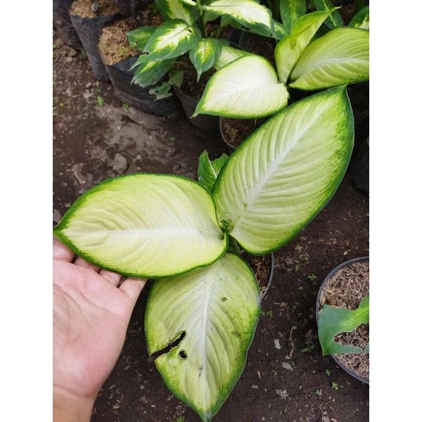 Dieffenbachia Bangkok 2-3 Leaves