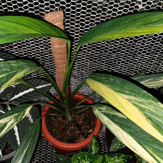 Amplissimum Variegated 2-3 Leaves