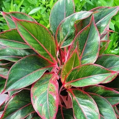 Aglaonema Moonlight 2 - 4 leaves