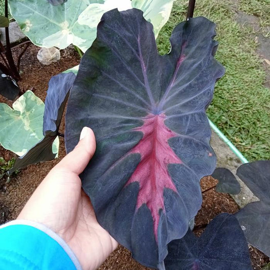 Colocasia Black Diamond 2-3 Leaves