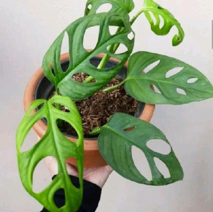 Monstera Obliqua 2-3 Leaves