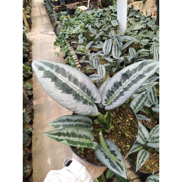 Schismatoglottis Wongii Leaf 2-3 Leaves