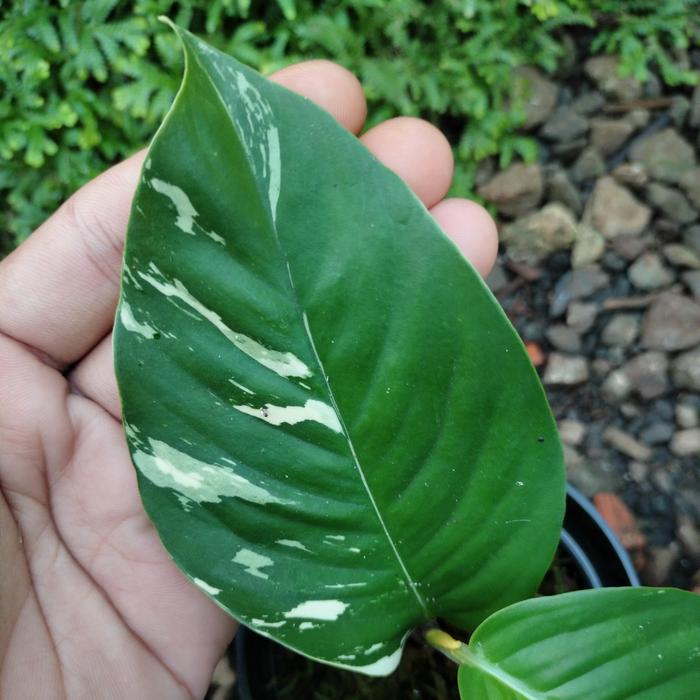 Rhaphidophora Foraminifera Variegated 2 - 4 leaves