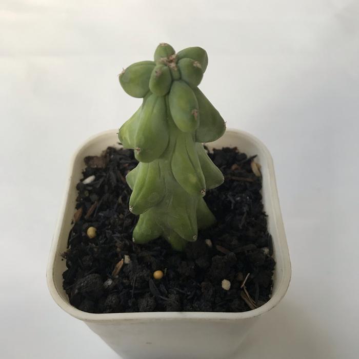 Myrtillocactus Geomartizans medium size