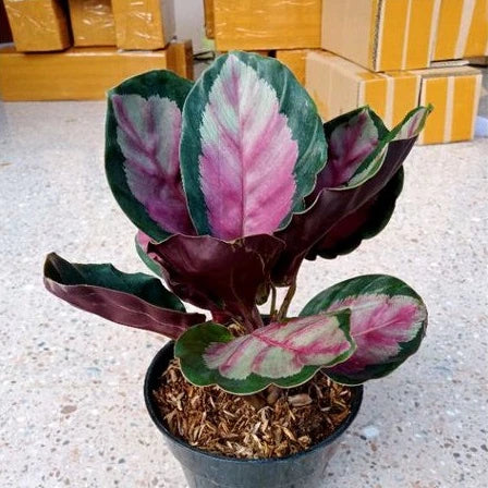 Calathea Roseopicta - 4 leaves