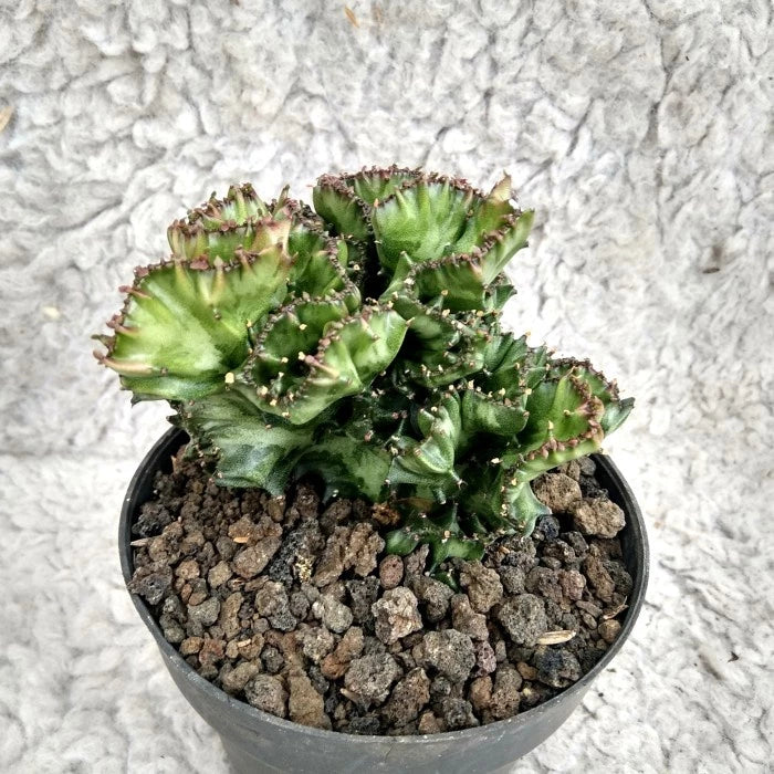 Euphorbia Lactea Cristata 2-3 Leaves