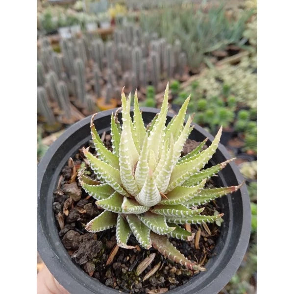 Haworthia Fasciata Alba medium size