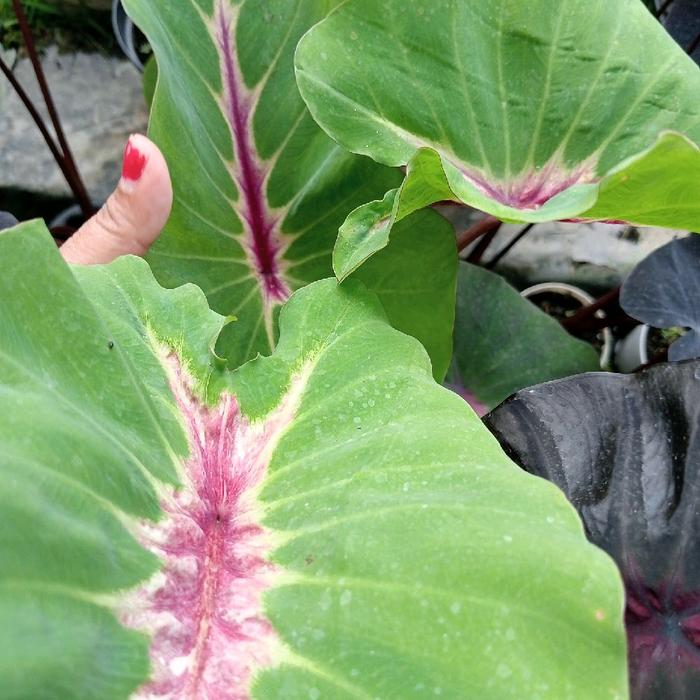 Colocasia Papua 2-3 Leaves