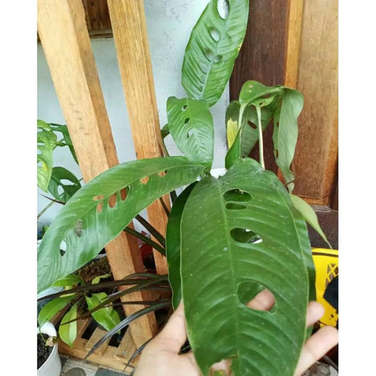 Rhaphidophora Megasperma 2 - 4 leaves