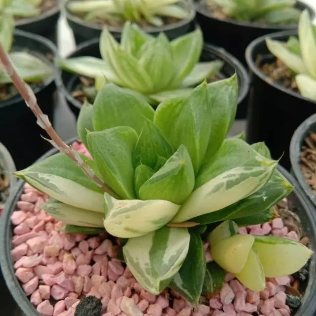 Haworthia Cymbiformis Variegata medium size
