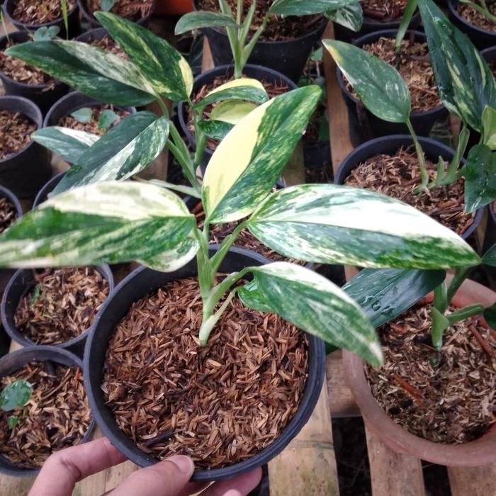 Monstera Standleyana Aurea 2-3 Leaves
