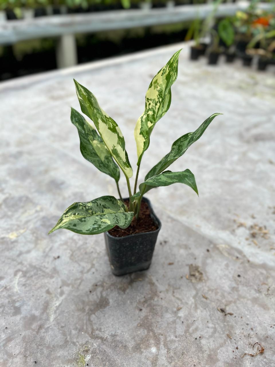 Aglaonema Commutatum Variegated 2-3 Leaves