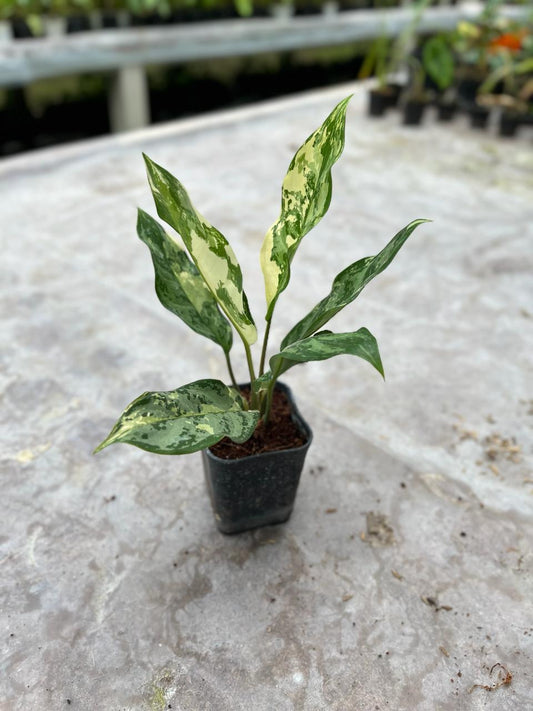 Aglaonema Commutatum Variegated 2-3 Leaves
