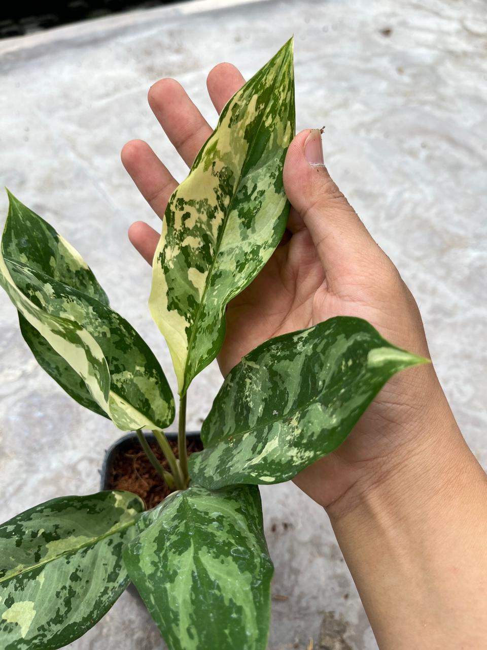 Aglaonema Commutatum Variegated 2-3 Leaves