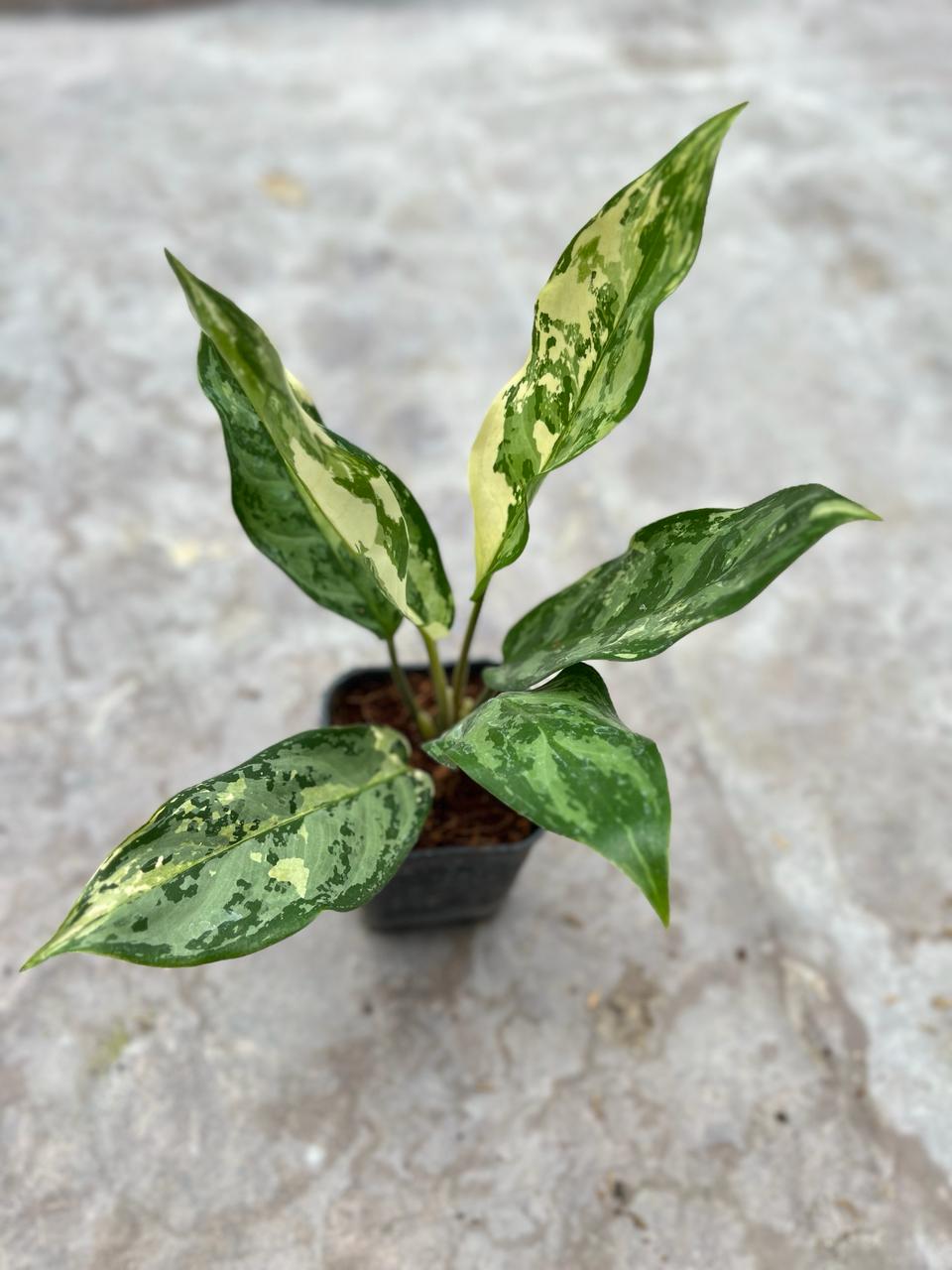 Aglaonema Commutatum Variegated 2-3 Leaves