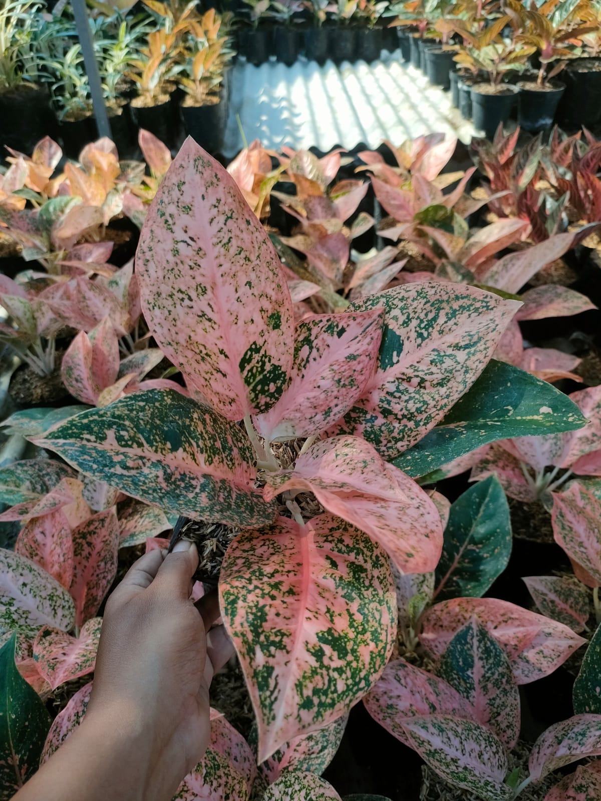 Aglaonema Orange Stardust 2-4 Leaves