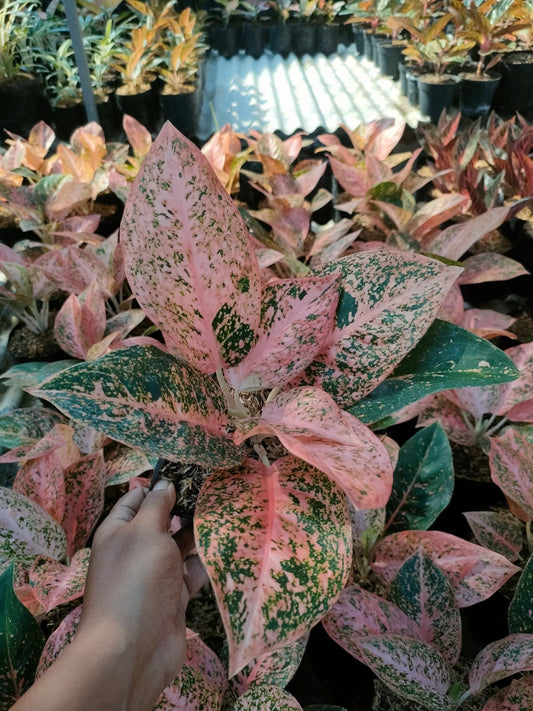 Aglaonema Orange Stardust 2-4 Leaves