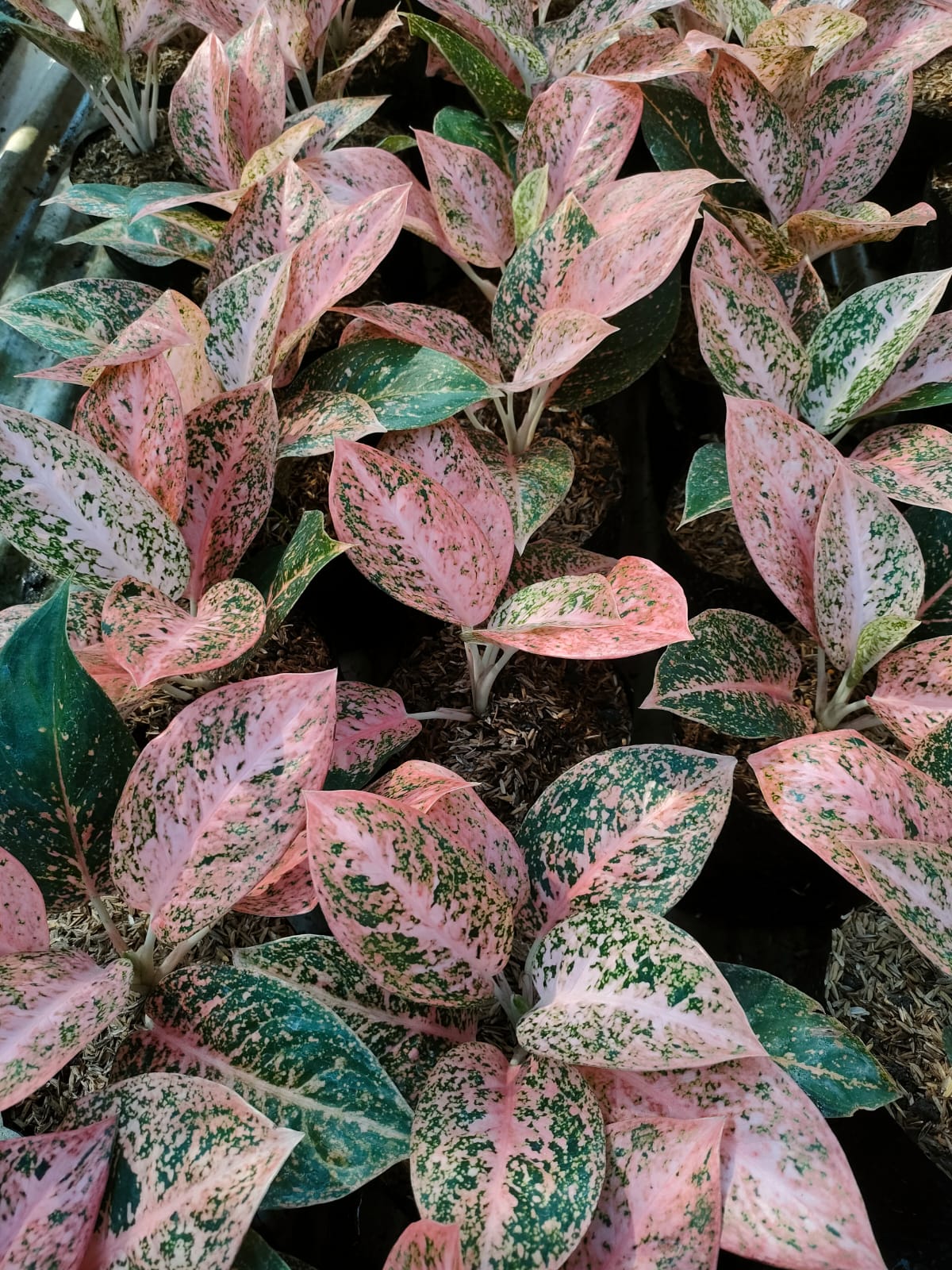 Aglaonema Orange Stardust 2-4 Leaves
