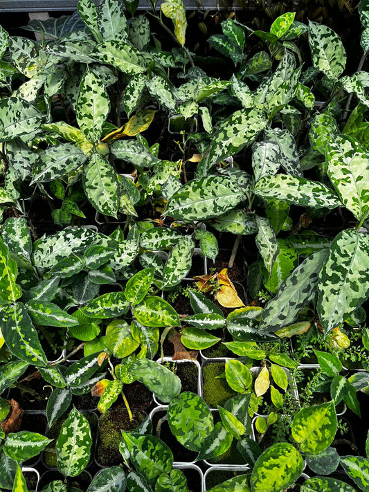 Aglaonema Tricolor 2-3 Leaves