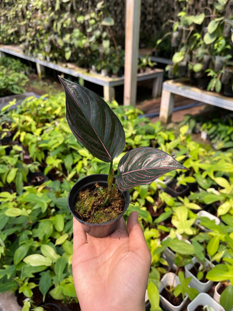Aglaonema Rotundum Aceh 2-3 Leaves