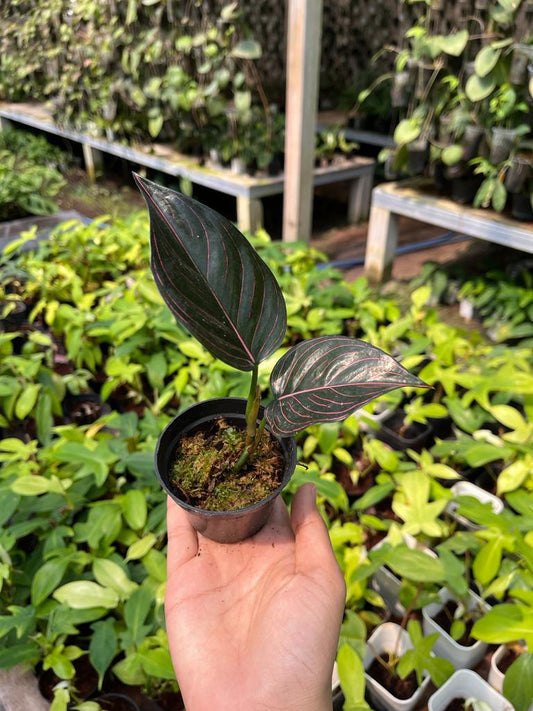 Aglaonema Rotundum Aceh 2-3 Leaves