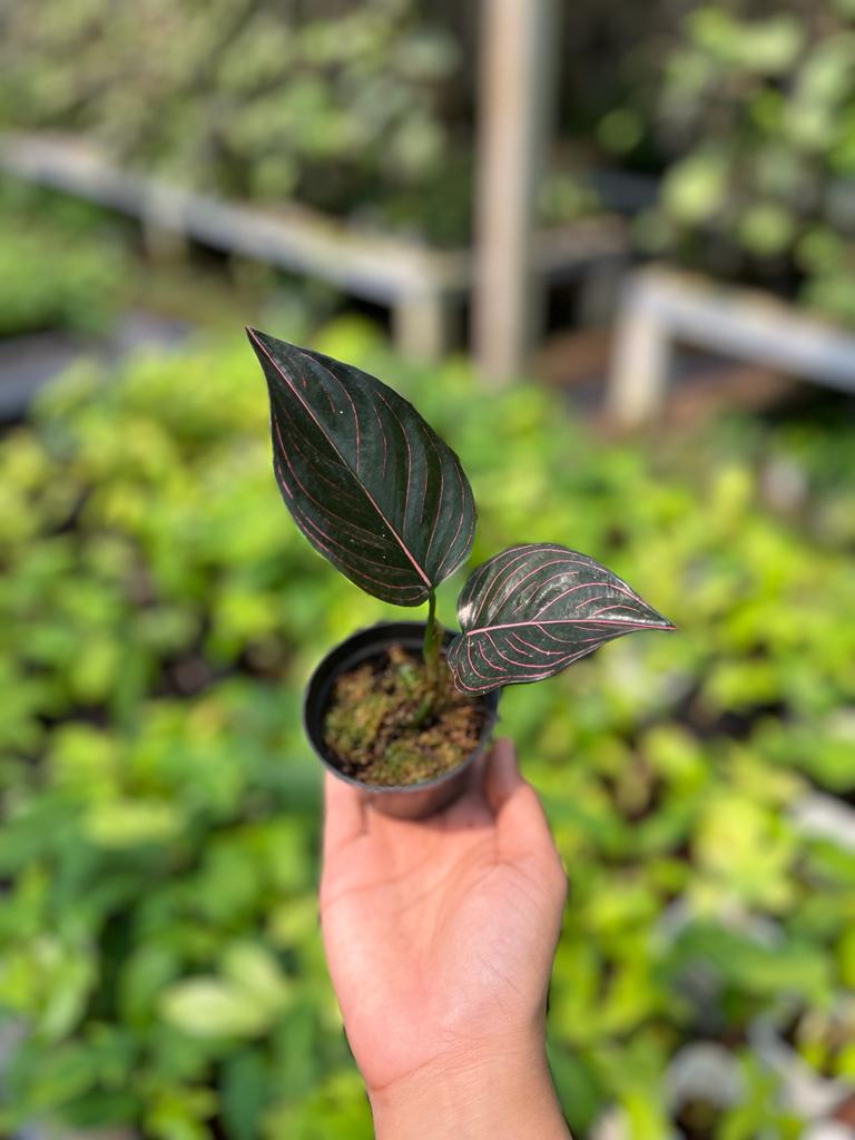 Aglaonema Rotundum Aceh 2-3 Leaves